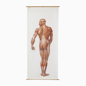 Large Anatomical Wall Chart from Deutsche Hygiene Museum, Dresden, 1992-NDL-1450856