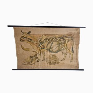 Linen Anatomical School Cow Poster, 1950s-IRH-1326749