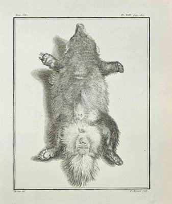 Louis Legrand, Anatomy of Animals, Etching, 1771-ZCI-2030125