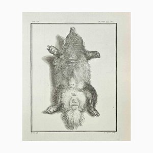 Louis Legrand, Anatomy of Animals, Etching, 1771-ZCI-2030125