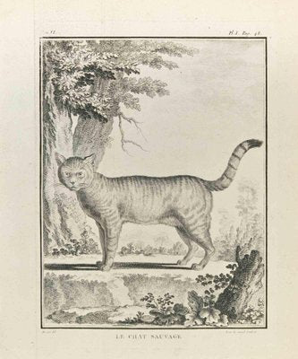 Louis Legrand, Le Chat Sauvage, Etching, 1771-ZCI-2030096