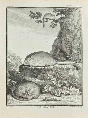 Louis Legrand, Le Muscardin, Etching, 1771-ZCI-2029948