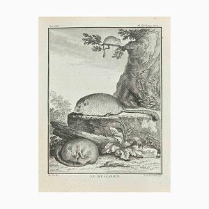 Louis Legrand, Le Muscardin, Etching, 1771-ZCI-2029948