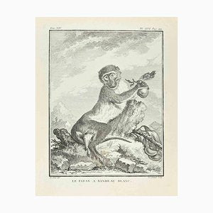 Louis Legrand, Le Patas a Bandeau Blanc, Etching, 1771-ZCI-2029925