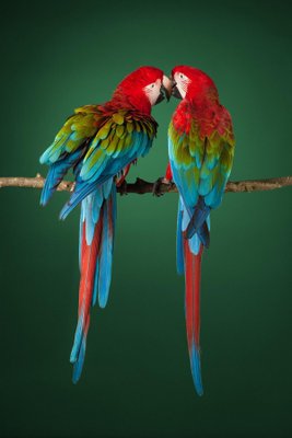 Macaw #2, 2013, Archival Pigment Print-OBQ-1099095