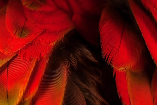 Macaw #5, 2013, Archival Pigment Print-OBQ-1091036