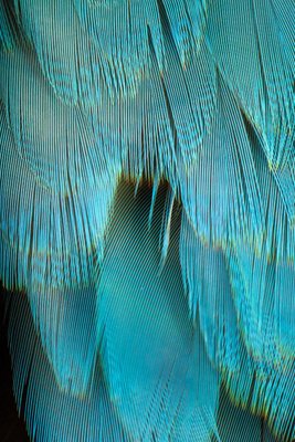 Macaw #5, 2013, Archival Pigment Print-OBQ-1091036