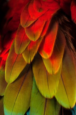 Macaw #5, 2013, Archival Pigment Print-OBQ-1091036