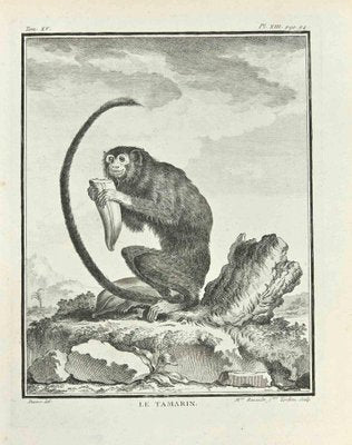 Madeline Rousselet, Le Tamarin, Etching, 1771-ZCI-2029851