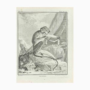 Madeline Rousselet, Talapoin, Etching, 1771-ZCI-2029904