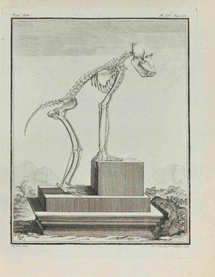 Madeline Rousselet, The Skeleton, Etching, 1771-ZCI-2029922