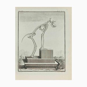 Madeline Rousselet, The Skeleton, Etching, 1771-ZCI-2029922