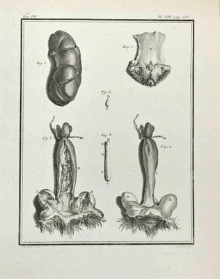 Marcel Gaillard, Anatomy of Animals, Etching, 1771-ZCI-2030085