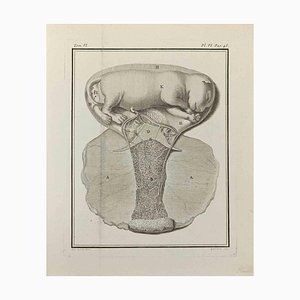 Marcel Gaillard, Interior of Animals, Etching, 1771-ZCI-2030097