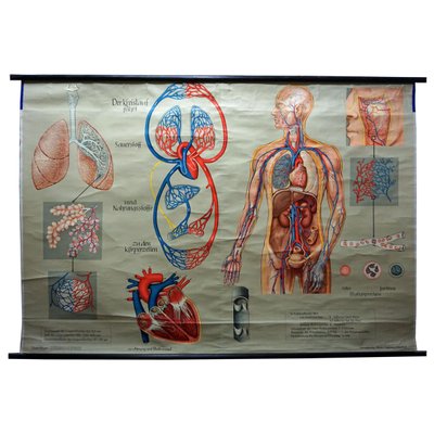 Medical Poster Rollable Wall Chart Respiration Blood Circulation-KJP-1149139