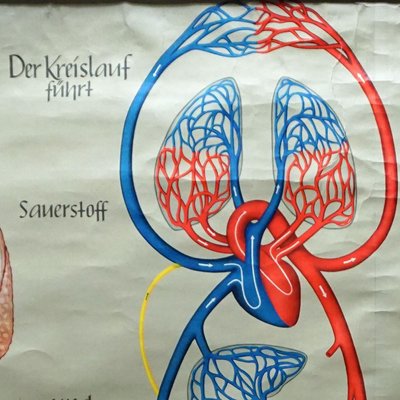 Medical Poster Rollable Wall Chart Respiration Blood Circulation-KJP-1149139