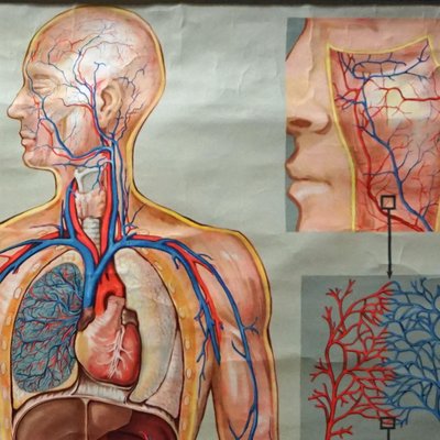 Medical Poster Rollable Wall Chart Respiration Blood Circulation-KJP-1149139