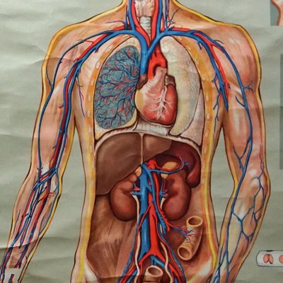 Medical Poster Rollable Wall Chart Respiration Blood Circulation-KJP-1149139