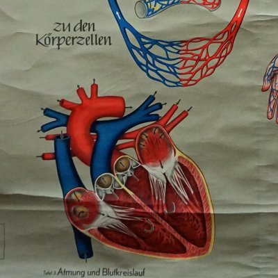 Medical Poster Rollable Wall Chart Respiration Blood Circulation-KJP-1149139