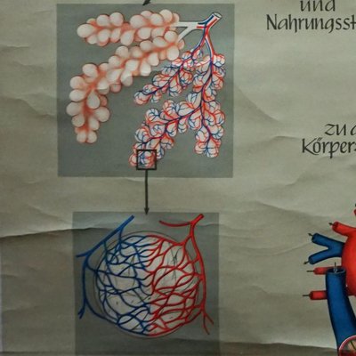 Medical Poster Rollable Wall Chart Respiration Blood Circulation-KJP-1149139