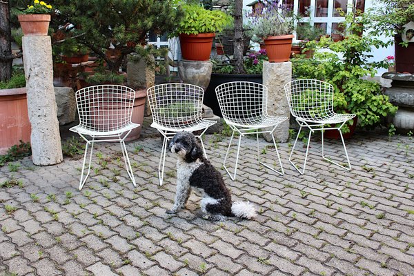 Mid-Century Modern White Chairs from Harry Bertoia, 1950s, Set of 4-NB-1071285