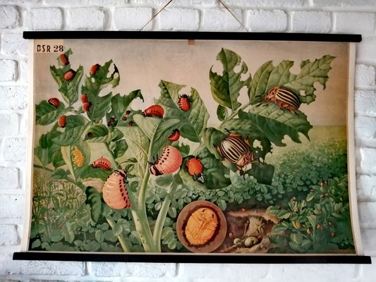 Mid-Century Poster of Potato Beetle-ALG-775438