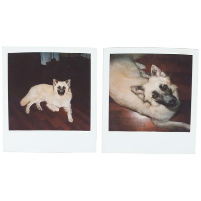 Miquel Arnal, Polaroid Photographs, Set of 2-WM-1157208