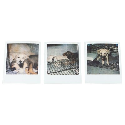 Miquel Arnal, Polaroid Photographs, Set of 3-WM-1157618