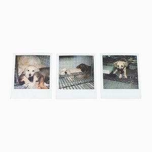 Miquel Arnal, Polaroid Photographs, Set of 3-WM-1157618