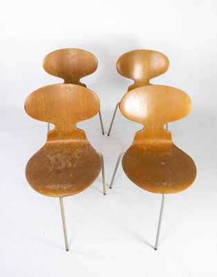 Model 3101 Ant Chairs in Light Wood by Arne Jacobsen for Fritz Hansen, 1950s, Set of 4-UY-952728