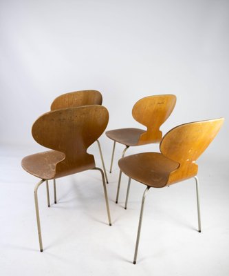 Model 3101 Ant Chairs in Light Wood by Arne Jacobsen for Fritz Hansen, 1950s, Set of 4-UY-952728