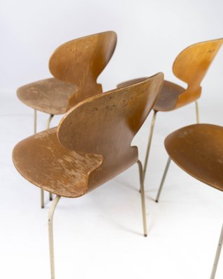 Model 3101 Ant Chairs in Light Wood by Arne Jacobsen for Fritz Hansen, 1950s, Set of 4-UY-952728