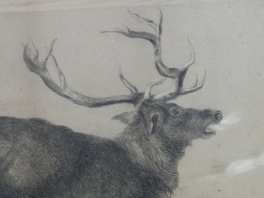 Moose Charcoal Painting by Richard Cockle Lucas, 1878-ARU-1004803