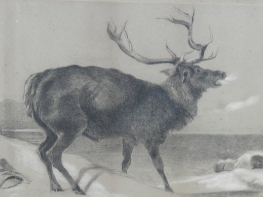 Moose Charcoal Painting by Richard Cockle Lucas, 1878-ARU-1004803