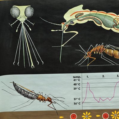 Naturalistic Mosquito Midges Insect Wall Chart Art Print by Jung Koch Quentell-KJP-1251115