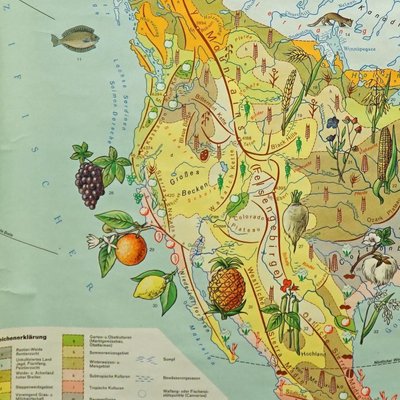 North America Land Use and Livestock Picture Map, 1970s-KJP-1385114