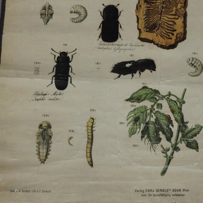 Old Vintage Beetles Insects Overview Wall Chart Poster-KJP-1149331