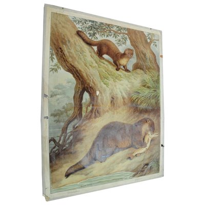 Old Vintage Country Style Weasel Otter Poster Print Wall Chart-KJP-1149317