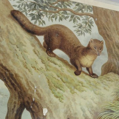 Old Vintage Country Style Weasel Otter Poster Print Wall Chart-KJP-1149317