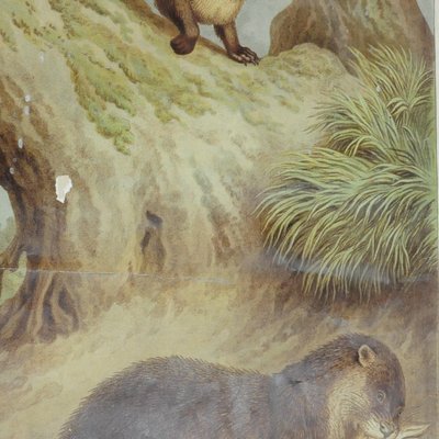 Old Vintage Country Style Weasel Otter Poster Print Wall Chart-KJP-1149317