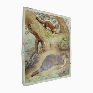 Old Vintage Country Style Weasel Otter Poster Print Wall Chart-KJP-1149317