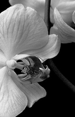 Orchid, 1991, Archival Pigment Print-OBQ-951685