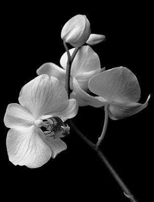 Orchid, 1991, Archival Pigment Print-OBQ-951685