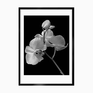 Orchid, 1991, Archival Pigment Print-OBQ-951685