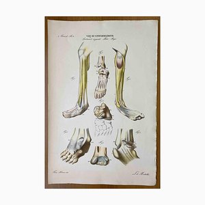 Ottavio Muzzi, Conformation Defects, Lithograph, 1843-ZCI-2030173