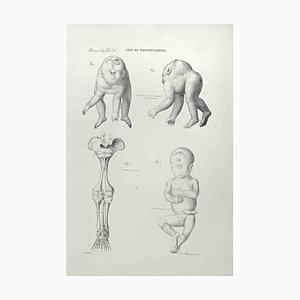 Ottavio Muzzi, Conformation Defects, Lithograph, 1843-ZCI-2029976