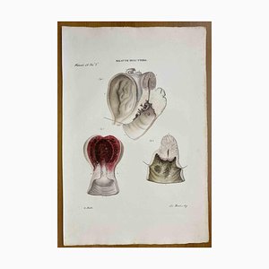 Ottavio Muzzi, Diseases of Uterus, Lithograph, 1843-ZCI-2030141