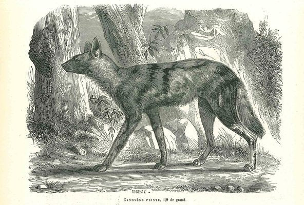 Paul Gervais, African Wild Dog, 1854, Lithograph-ZCI-1165534