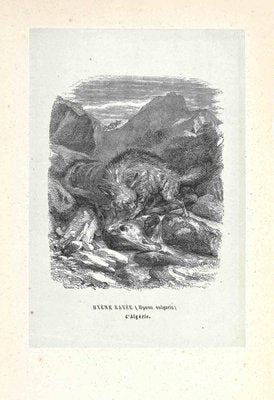 Paul Gervais, Algerian Hyena, Original Lithograph, 1854-ZCI-1164653