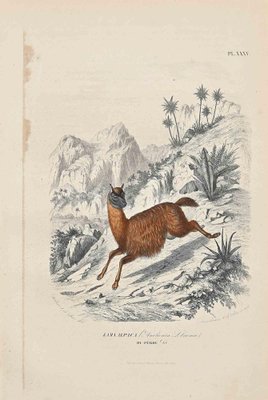 Paul Gervais, Alpaca, Original Lithograph, 1854-ZCI-2029323